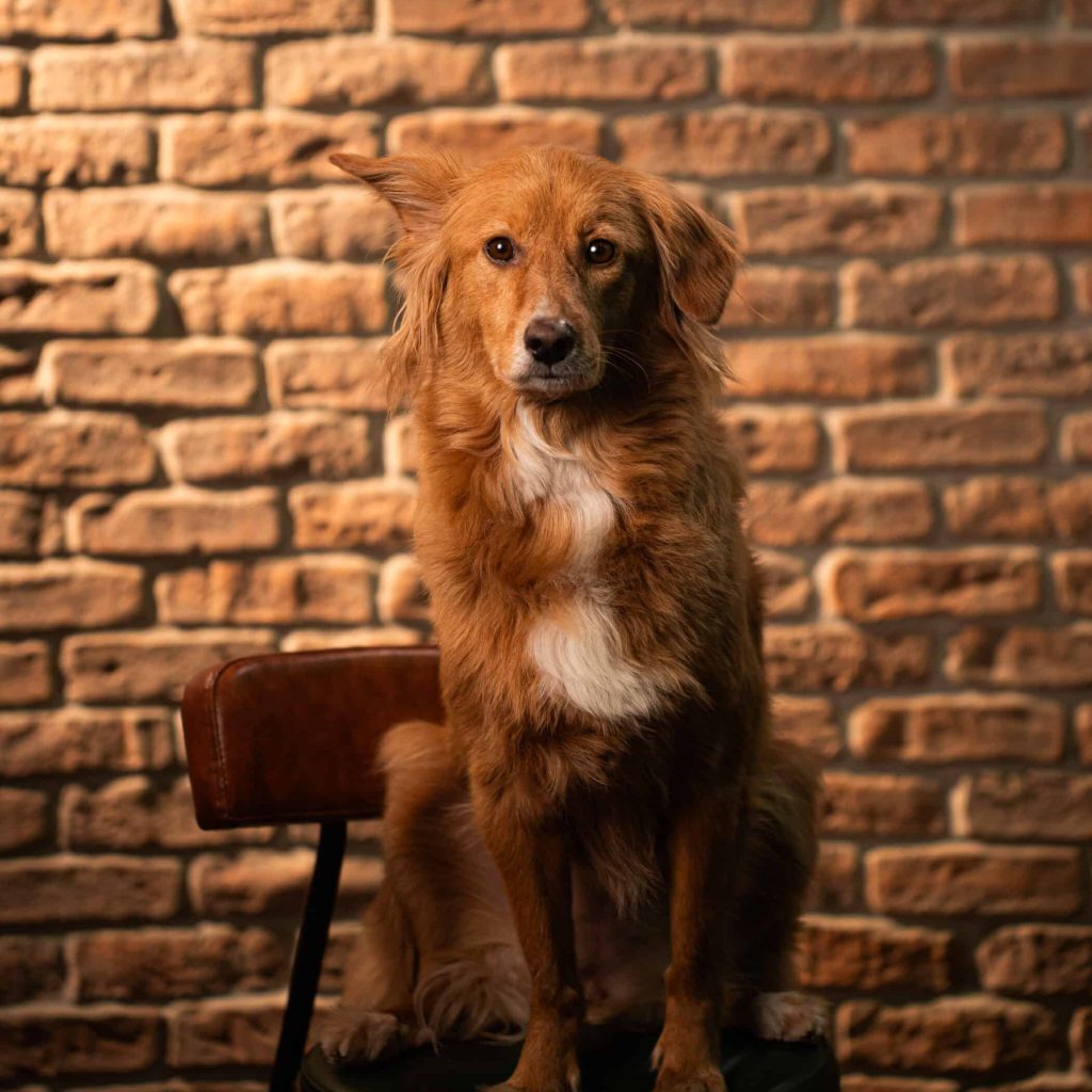 Cachorro marrom sentado em cadeira com parede de tijolos ao fundo.